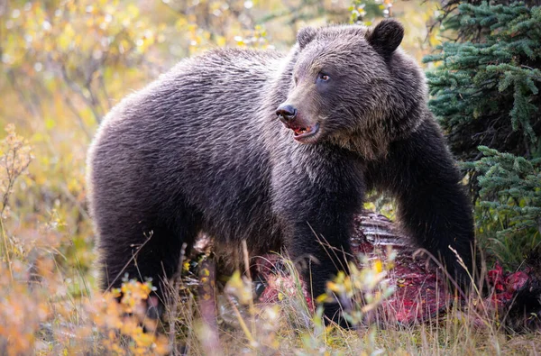 Niedźwiedź Grizzly Jesienią — Zdjęcie stockowe