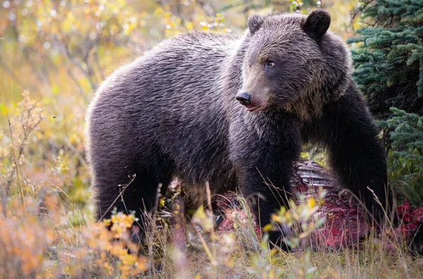 Grizzly Beer Herfst — Stockfoto