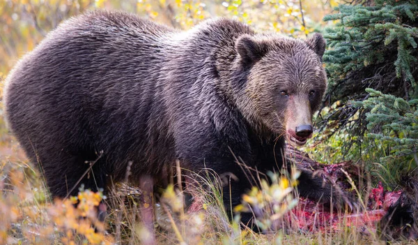 Niedźwiedź Grizzly Jesienią — Zdjęcie stockowe