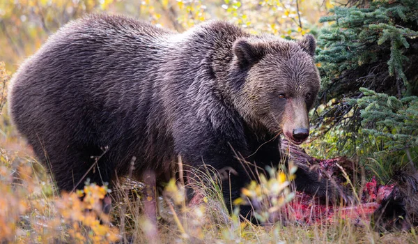 Niedźwiedź Grizzly Jesienią — Zdjęcie stockowe