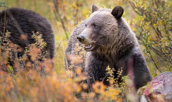 Niedźwiedź Grizzly Jesienią — Zdjęcie stockowe