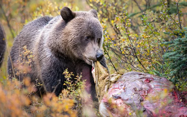 Grizzly Medve Ősszel — Stock Fotó