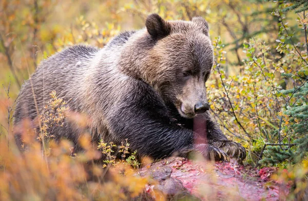 Грізлі Ведмідь Восени — стокове фото