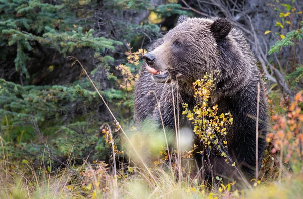 Niedźwiedzie Grizzly Tuszy — Zdjęcie stockowe