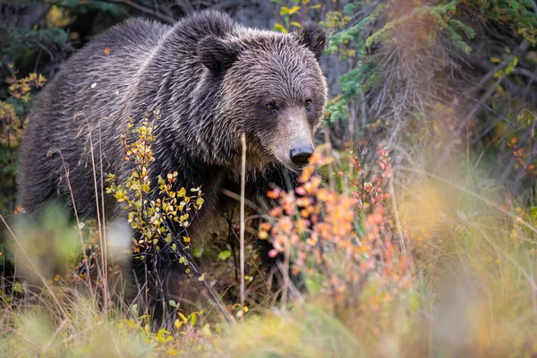 Grizzly Bears Carcass — Stock Photo, Image