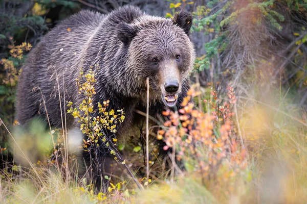 Grizzly Medvék Egy Hasított Testen — Stock Fotó