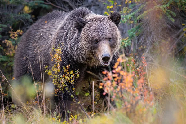 Niedźwiedzie Grizzly Tuszy — Zdjęcie stockowe