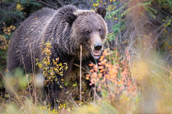 회색곰 — 스톡 사진