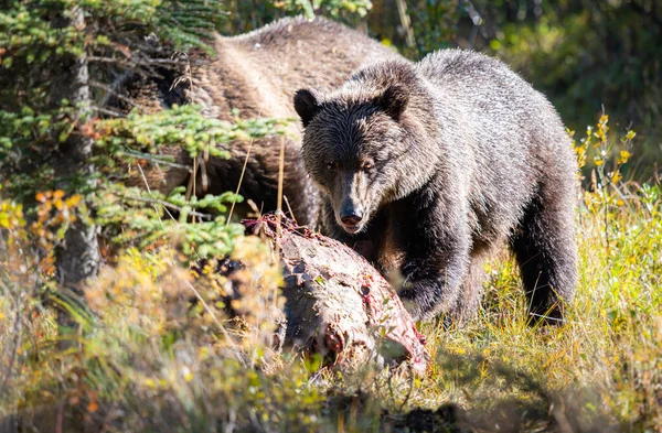 Grizzly Beren Een Karkas — Stockfoto