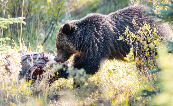 グリズリーは死体の上でクマを — ストック写真