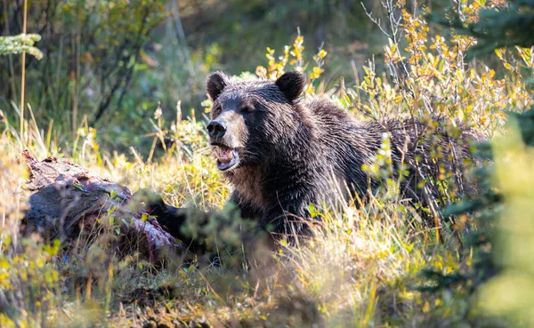 Грізлі Ведмеді Туші — стокове фото