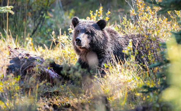 Grizzlybjörnar Ett Kadaver — Stockfoto