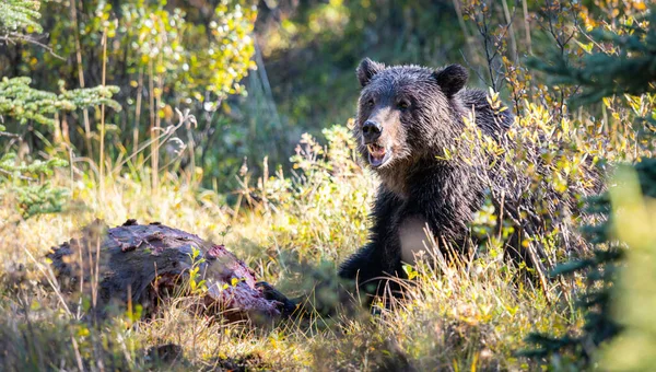 Медведи Гризли Туше — стоковое фото