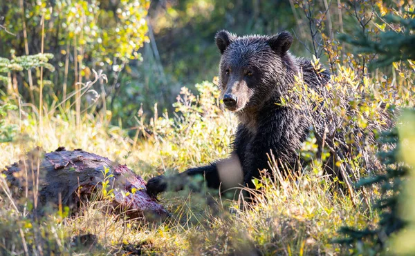 Grizzly Beren Een Karkas — Stockfoto