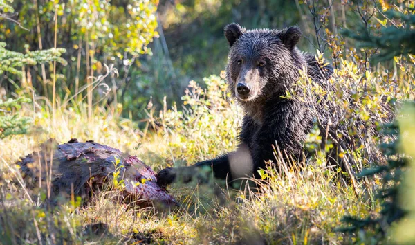 Grizzlybjörnar Ett Kadaver — Stockfoto