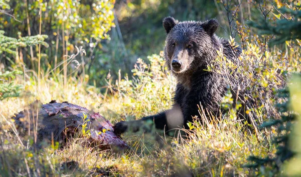 Niedźwiedzie Grizzly Tuszy — Zdjęcie stockowe