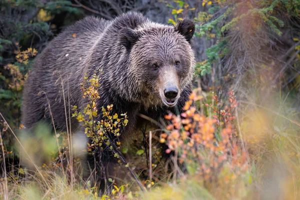 Grizzlybjörnar Ett Kadaver Royaltyfria Stockbilder