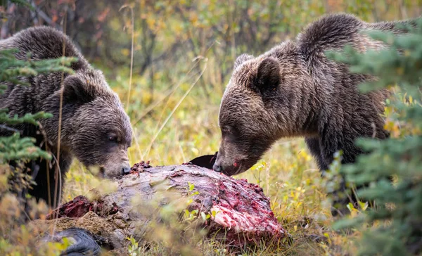 グリズリーは死体の上でクマを — ストック写真