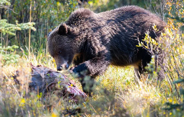 Grizzlis Sur Une Carcasse — Photo