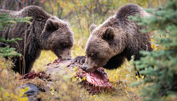 Медведи Гризли Туше — стоковое фото