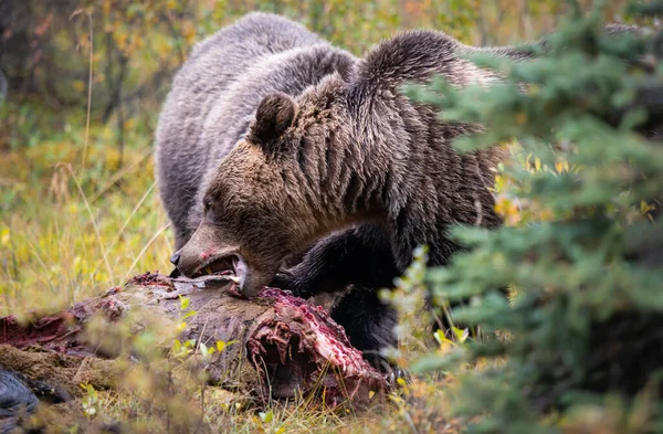 Niedźwiedzie Grizzly Tuszy — Zdjęcie stockowe