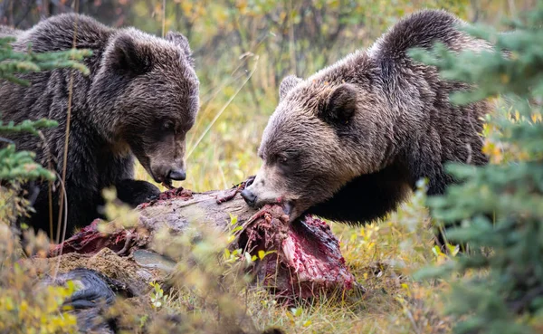 Grizzly Medvék Egy Hasított Testen — Stock Fotó