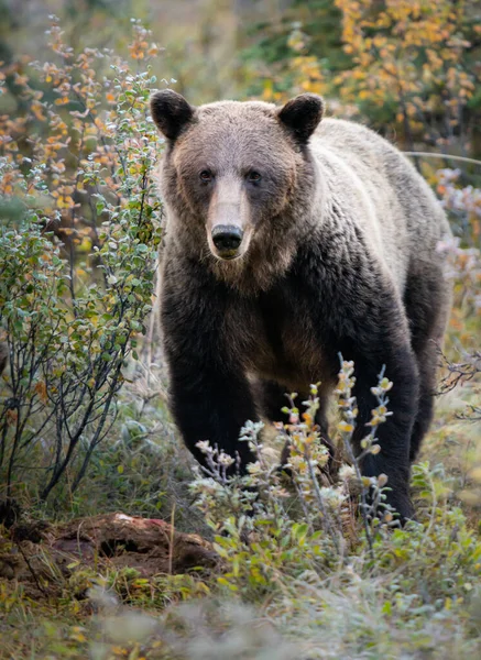 Niedźwiedzie Grizzly Tuszy — Zdjęcie stockowe