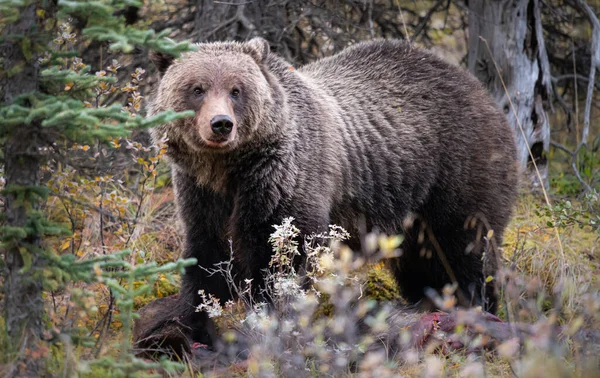 Niedźwiedź Grizzly Kanadyjskiej Dziczy — Zdjęcie stockowe