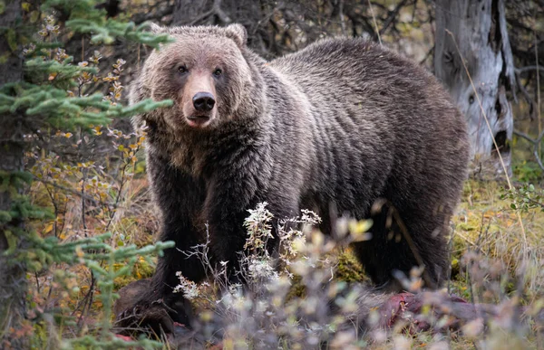 Oso Pardo Desierto Canadiense —  Fotos de Stock