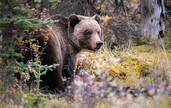 Oso Pardo Desierto Canadiense —  Fotos de Stock