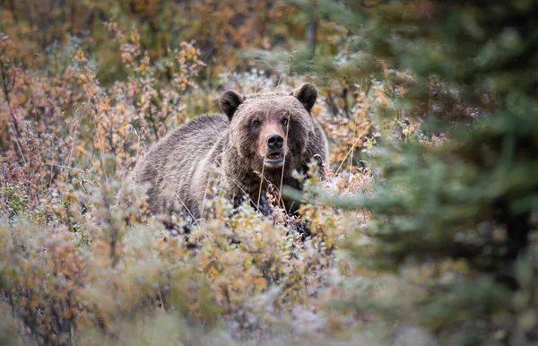 Niedźwiedź Grizzly Kanadyjskiej Dziczy — Zdjęcie stockowe