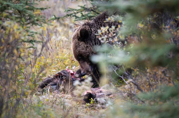 Grizzly bear in the Canadian wilderness