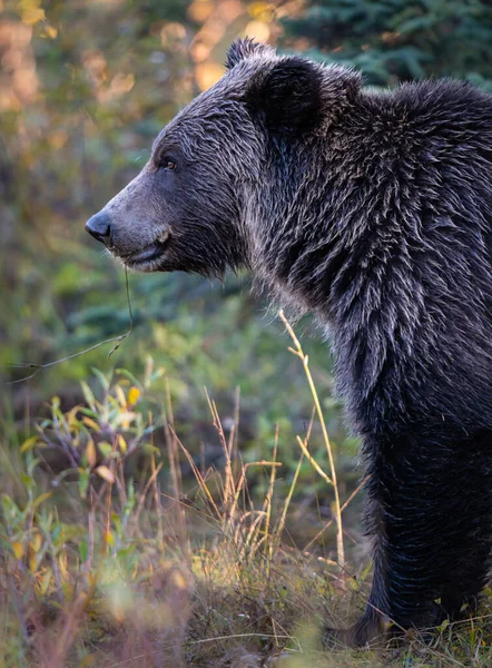 Medvěd Grizzly Kanadské Divočině — Stock fotografie