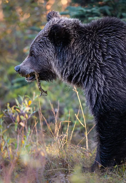 Grizzlybjörn Kanadas Vildmark Royaltyfria Stockbilder