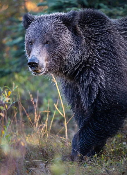 Grizzlybjörn Kanadas Vildmark Stockfoto