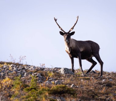 Sonbaharda dağ ren geyiği