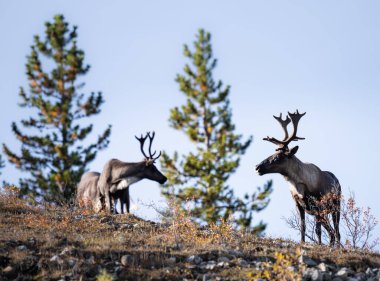 Sonbaharda dağ ren geyiği
