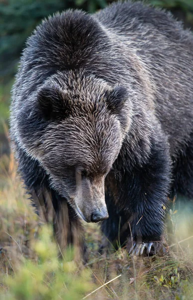Grizzly Medve Vadonban — Stock Fotó