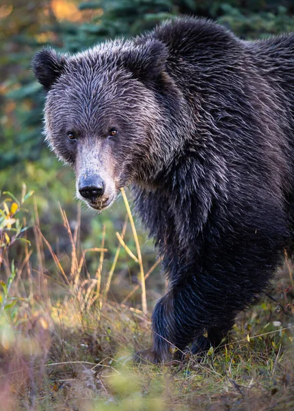 Orso Grizzly Natura — Foto Stock