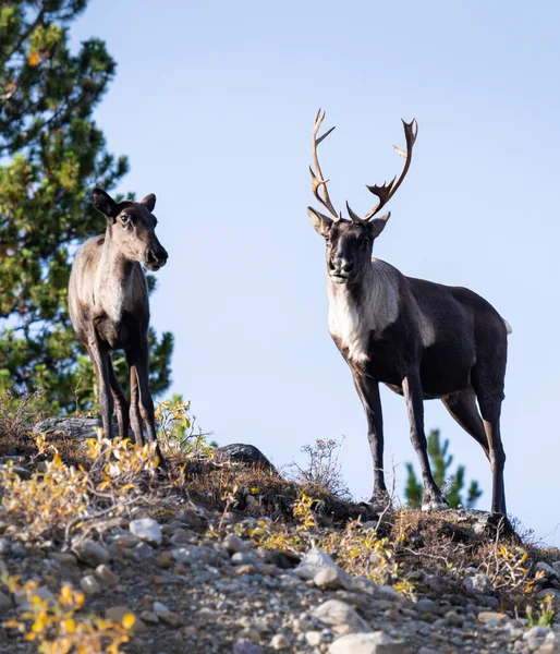 stock image Mountain caribou in the fall