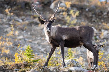 Vahşi doğada ren geyiği