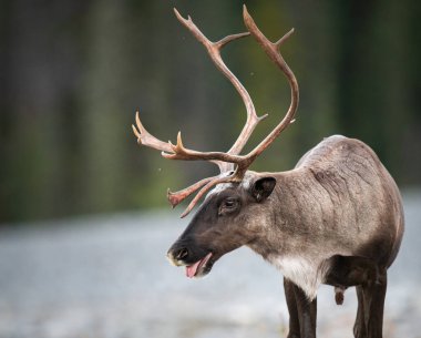 Kanada 'da dağ ren geyiği