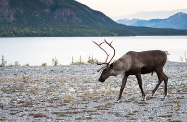 Kanada 'da dağ ren geyiği