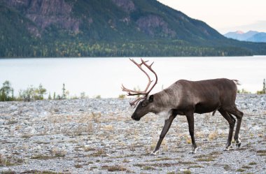 Kanada 'da dağ ren geyiği