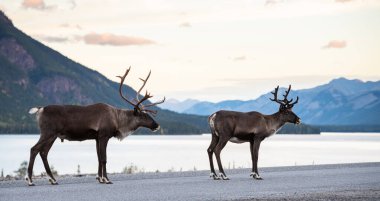 Kanada 'da dağ ren geyiği