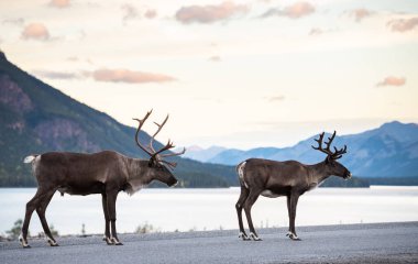 Kanada 'da dağ ren geyiği