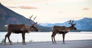Kanada 'da dağ ren geyiği
