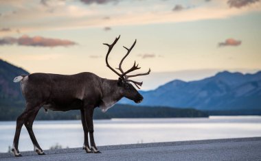 Kanada 'da dağ ren geyiği