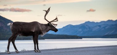Kanada 'da dağ ren geyiği