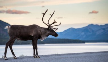 Kanada 'da dağ ren geyiği